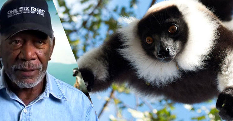 Madagascar-Island-of-Lemurs