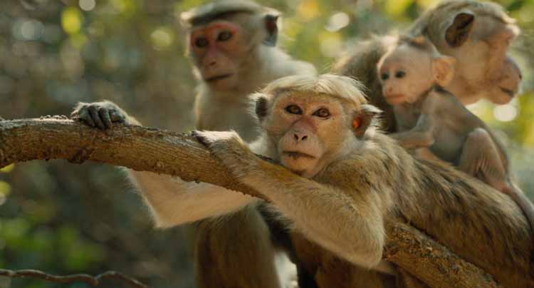 "Monkey Kingdom" (April 17); not yet rated. This true-life adventure follows Maya, a clever and resourceful blonde-bobbed monkey. Disneynature's film is set among ancient ruins in the jungles of South Asia. Maya welcomes her son, Kip, and she's determined to give her son a leg up in the world. But when their home at Castle Rock is taken over by powerful neighboring monkeys, Maya's whole family is forced to relocate. Other characters include a mongoose, langur monkeys, leopards and lizards. 