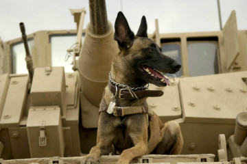 max dog